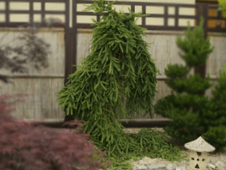 Norway spruce Inversa: description, photos in landscape design, reviews