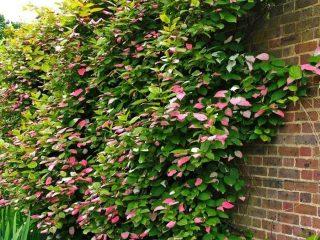 Actinidia kolomikta Adam: popis odrody, fotografie, recenzie