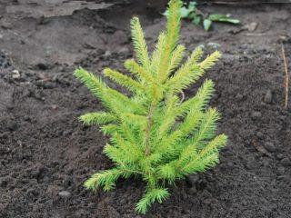 Propagation of spruce by cuttings at home: spring, autumn, winter