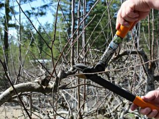 Spinning shoots on an apple tree: what they are, photos, how to remove