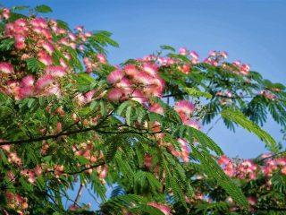 Lenkoran albizia (akácia krymská): fotografia stromu a listov, reprodukcia