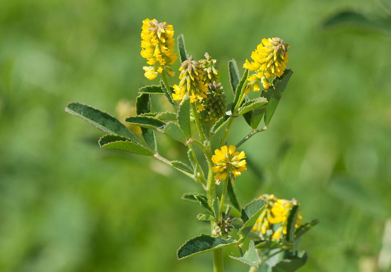 Trébol dulce como abono verde: pros y contras, cuándo sembrar, en primavera, foto