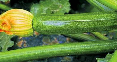 Hybrid zucchini Parthenon