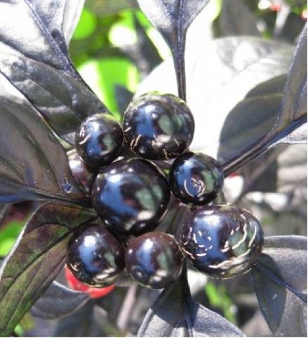 Schwarze Olive