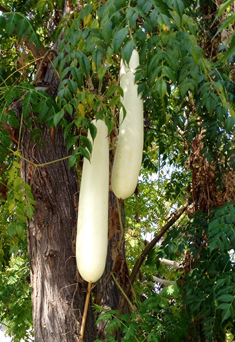 Squash tree F1