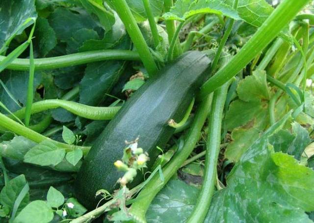 Iba't ibang zucchini Tsukesha