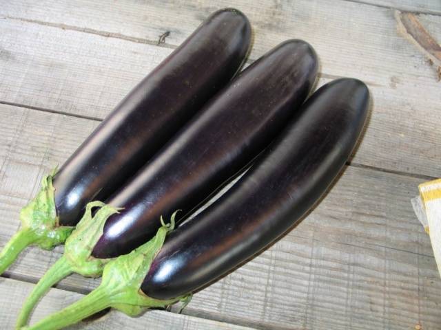 Auberginesalamander