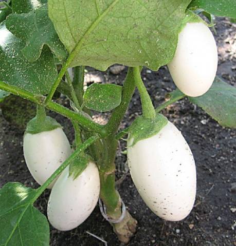  White egg