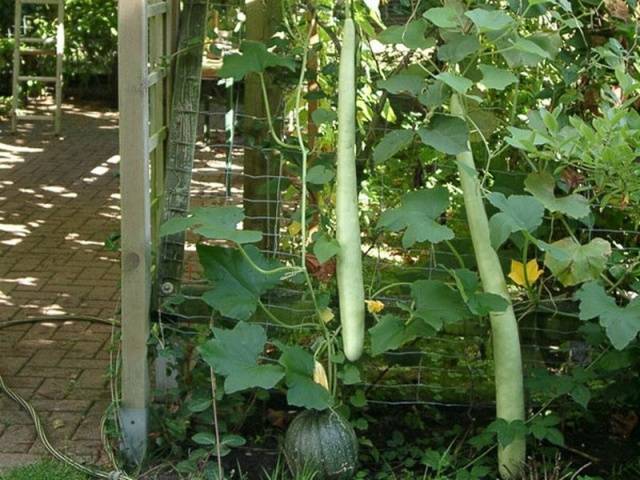 Lagenaria de frutos largos (calabaza vietnamita)