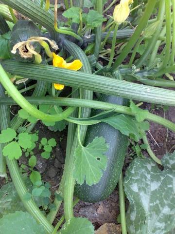 Varietà di zucchine Tsukesha