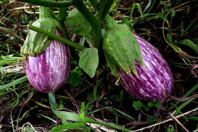 Aubergine sømand