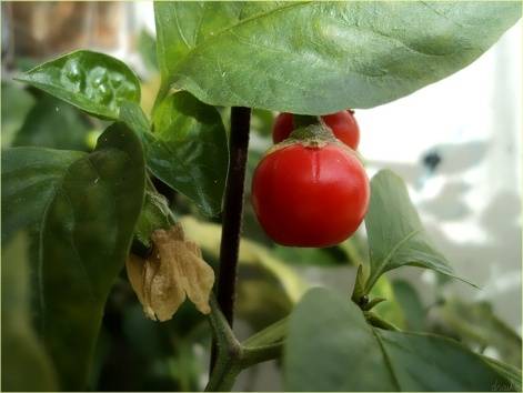 Eggplant Chinese lantern