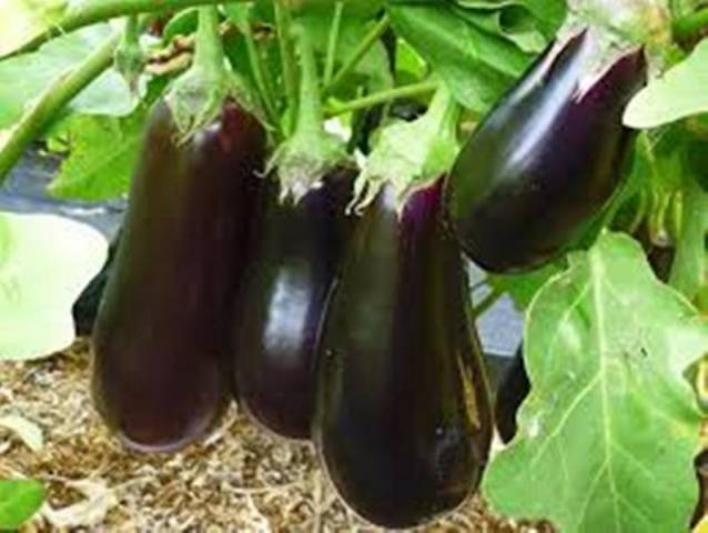 Auberginekaviaar F1