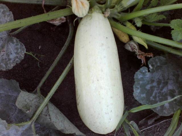 courgettes Gribovsky 37