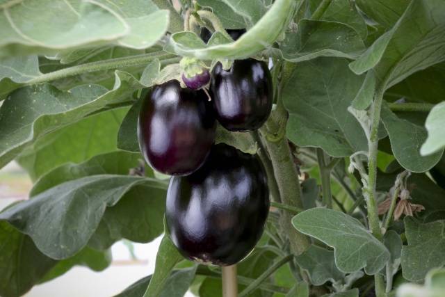 Aubergine Ilya Muromets