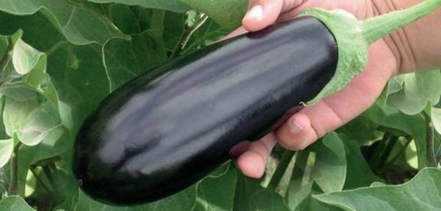 Aubergine Galich