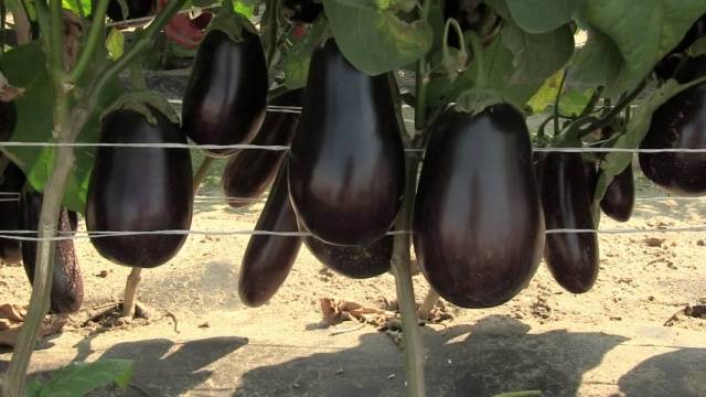 Gobie Aubergine