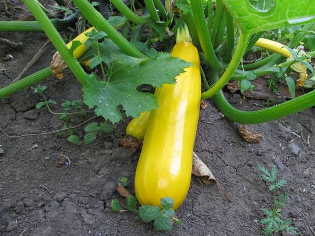 Zucchini Zolotinka