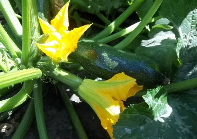 Aéronaute de courgettes