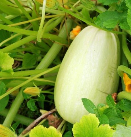 Zucchini variety Roller