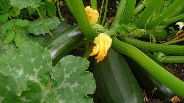 Klättring zucchini