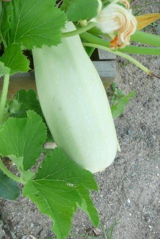 Zucchini Mountain