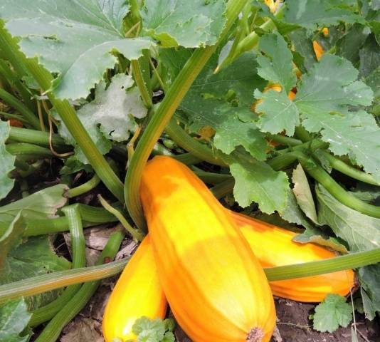 Courgettepompoen met gele vruchten