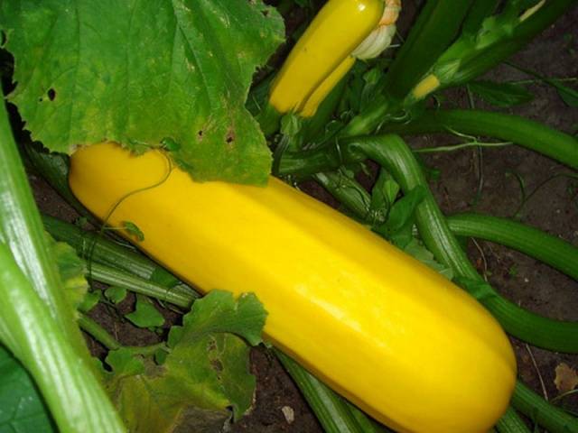 Courgettes Jeltoplodny