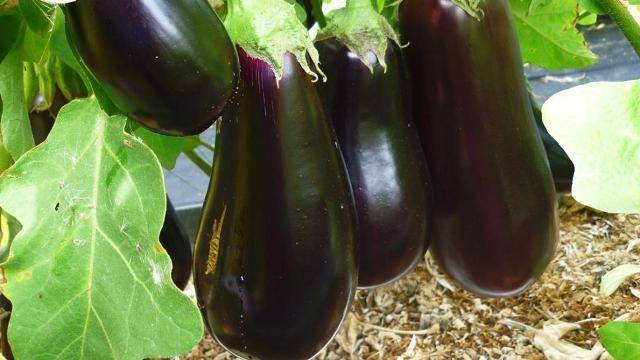 Varieties of Dutch eggplants