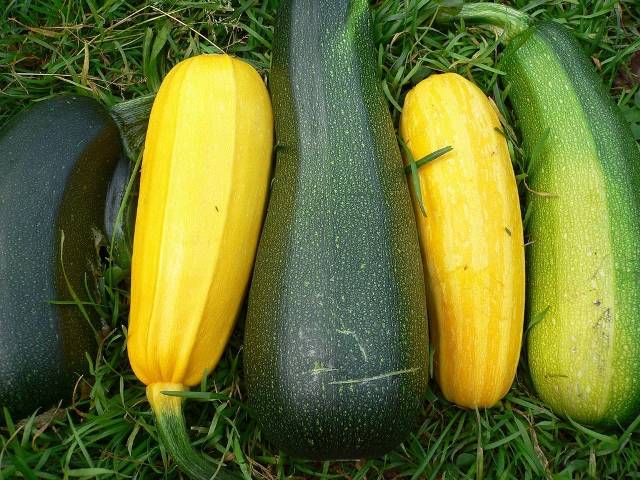 Sélection de courgettes hollandaises