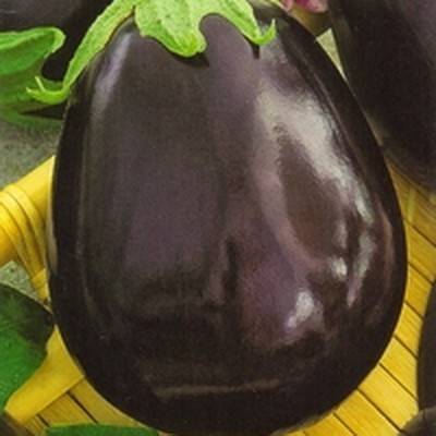 Front de taureau aubergine 