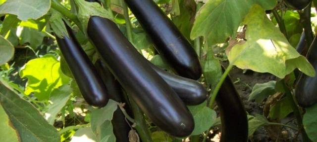 Aubergine Ilya Muromets