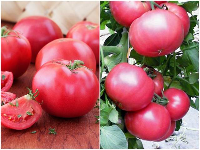 Raceme-tomaatteja kasvihuoneisiin