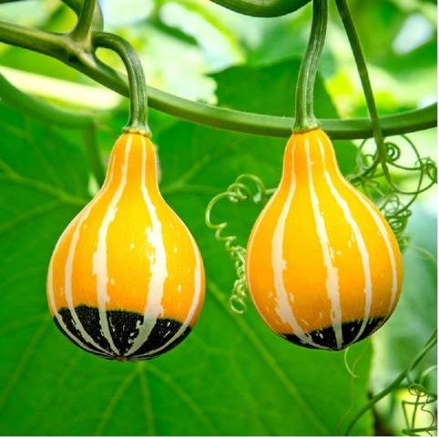 Decorative zucchini