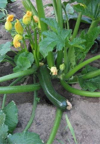 Zucchini Diamant F1