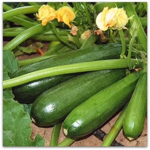 Zucchini