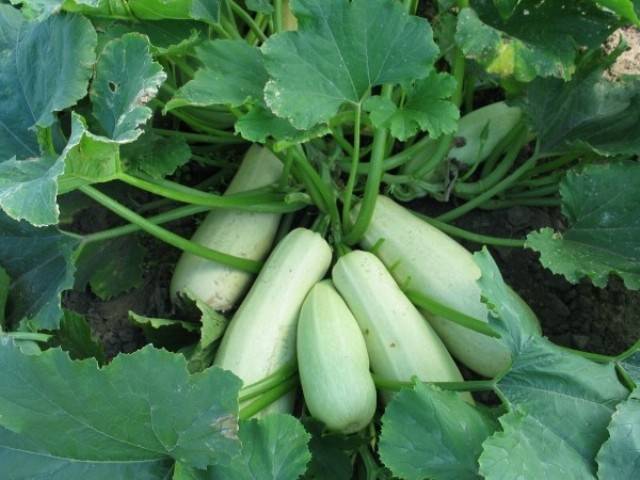 White-fruited varieties ng zucchini