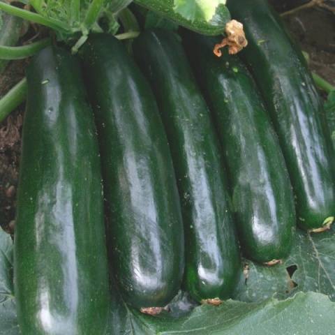 Iba't ibang green squash (zucchini) Aeronaut