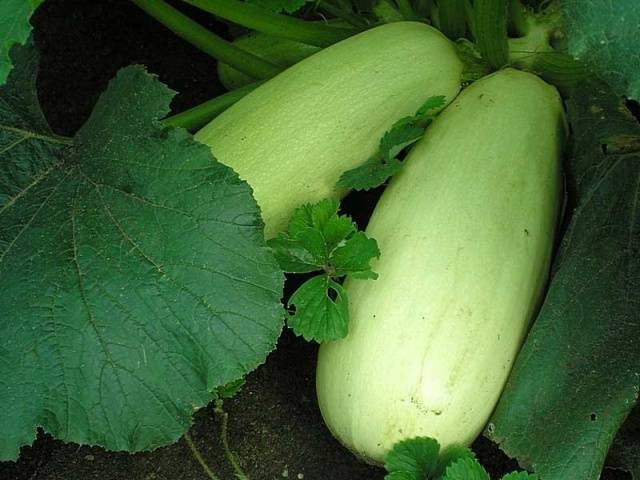 Zucchini-Anker