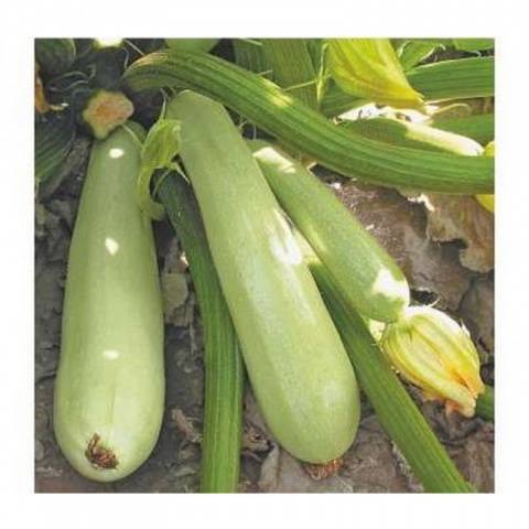 Zucchini Sangrum F1