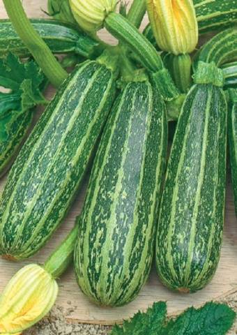 Courgettes Courgettes Tigre