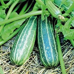 Zucchini Zucchini Tiger Cub