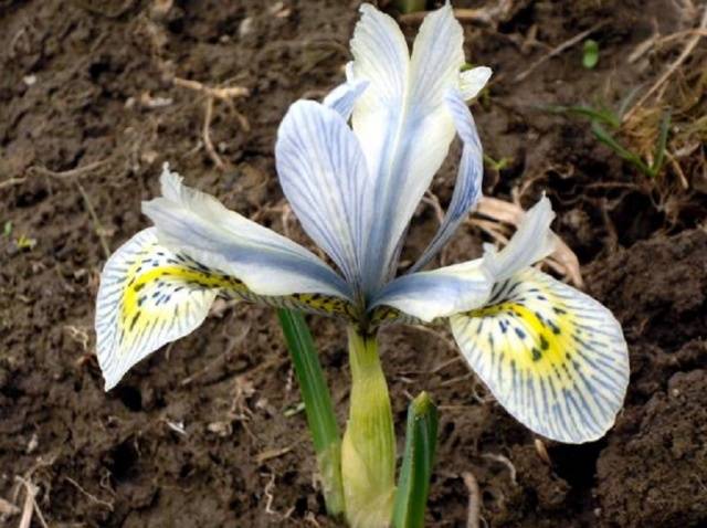 Iris reticulum (iridodictium)
