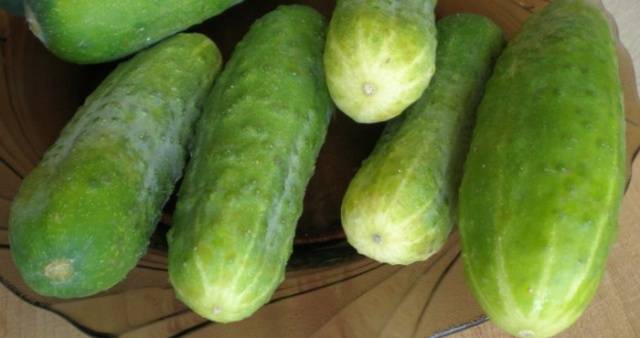 Hybrid cucumber Hercules F1