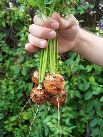 Varieties of round carrots