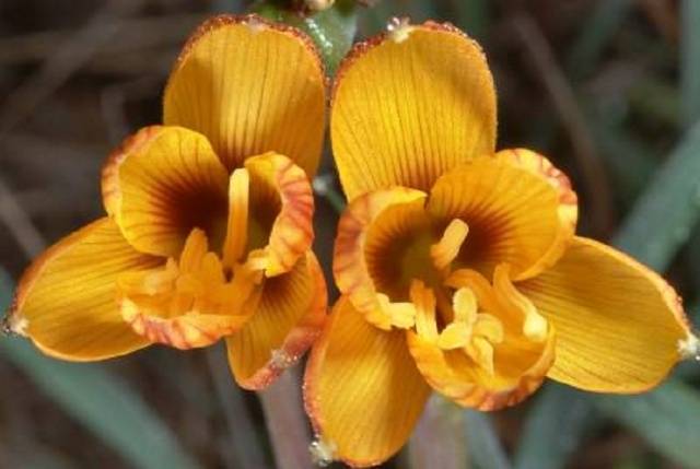 Gabranthus (Argentiinan lilja)