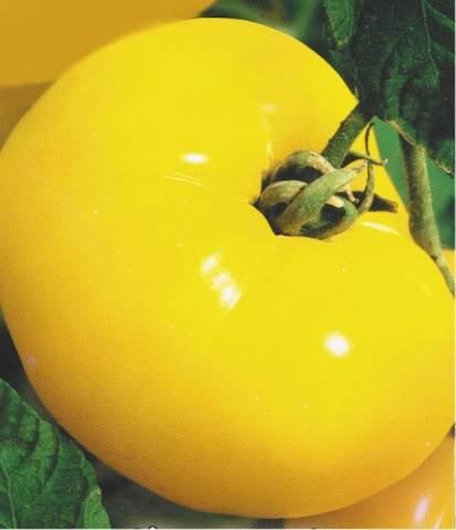 Sitruuna jättiläinen