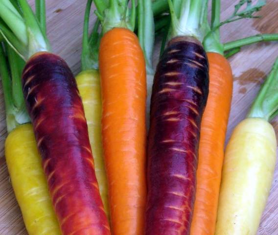 Purppura porkkanat