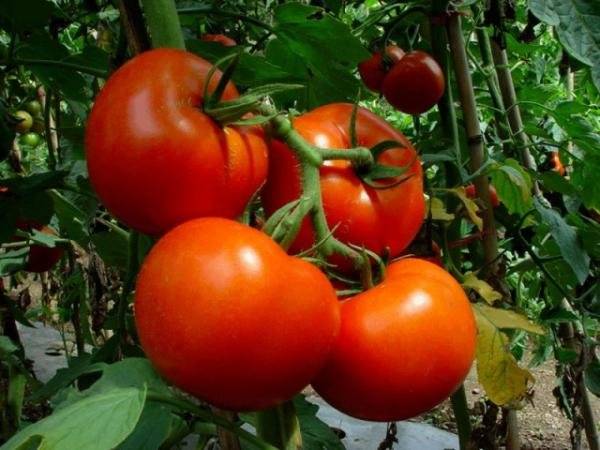 Tomaattivalkoinen täyte