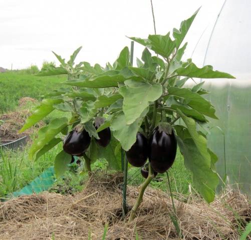 aubergine Vikar